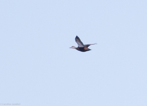 American Black Duck