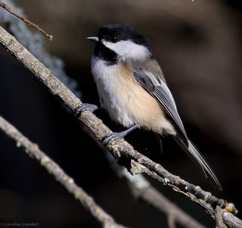 Black-capped Chickadee