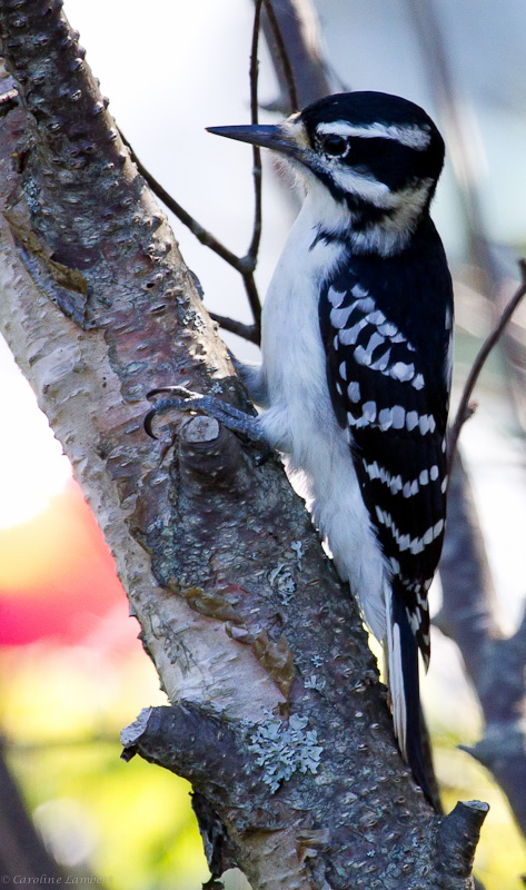 Downy Woodpecker
