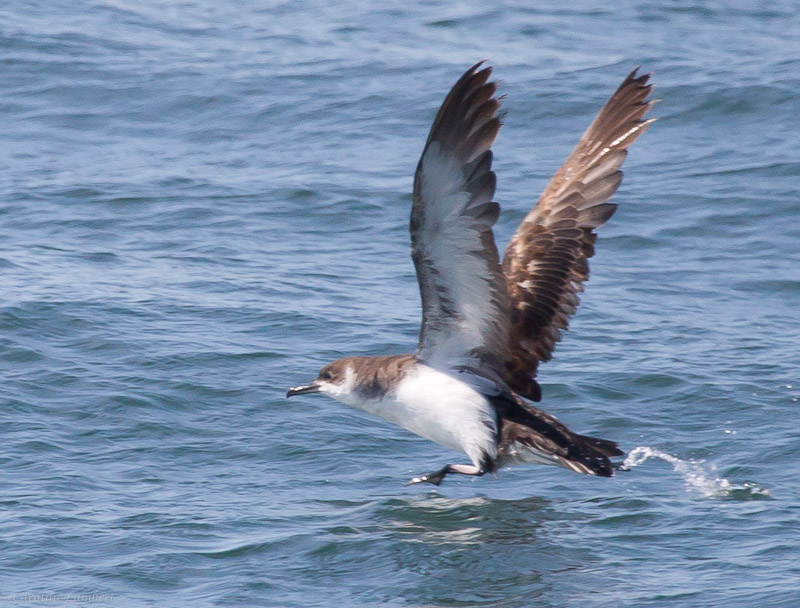 Manx Shearwater