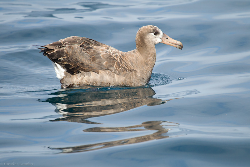 Black-footed Albatross
