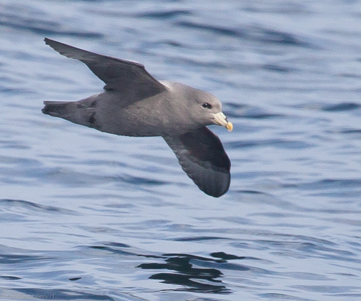 Northern Fulmar