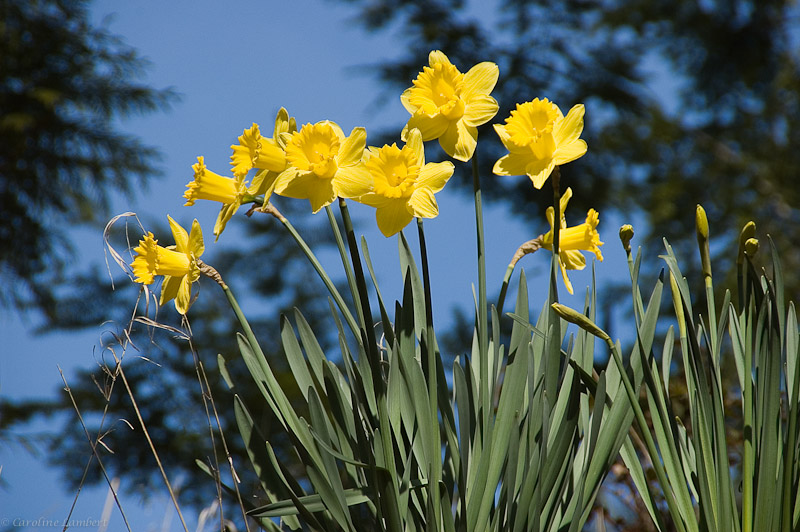 Daffodils