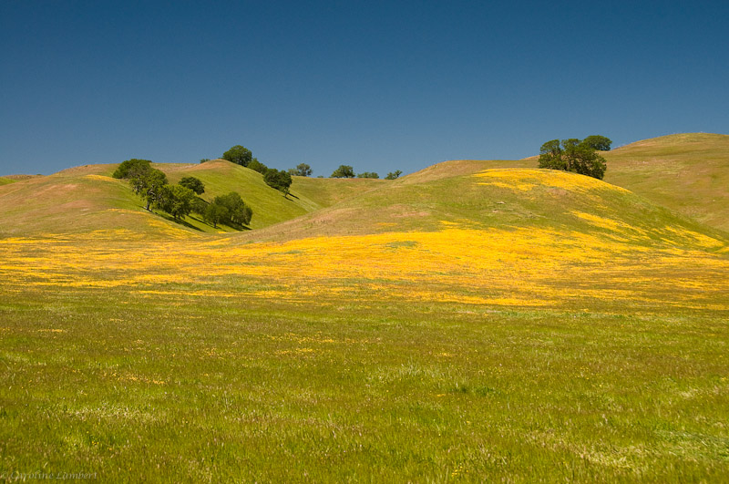 Wildflowers