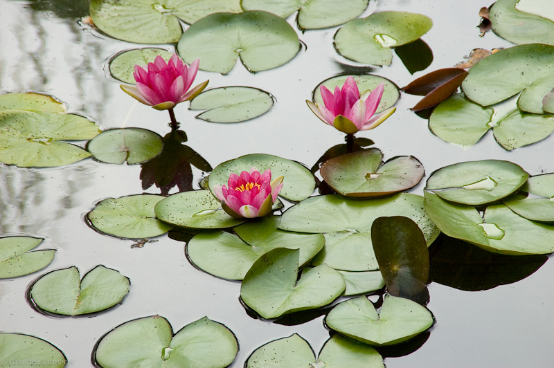Water lilies