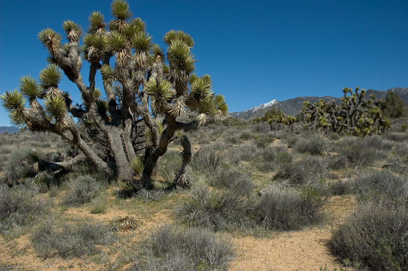 Joshua Tree