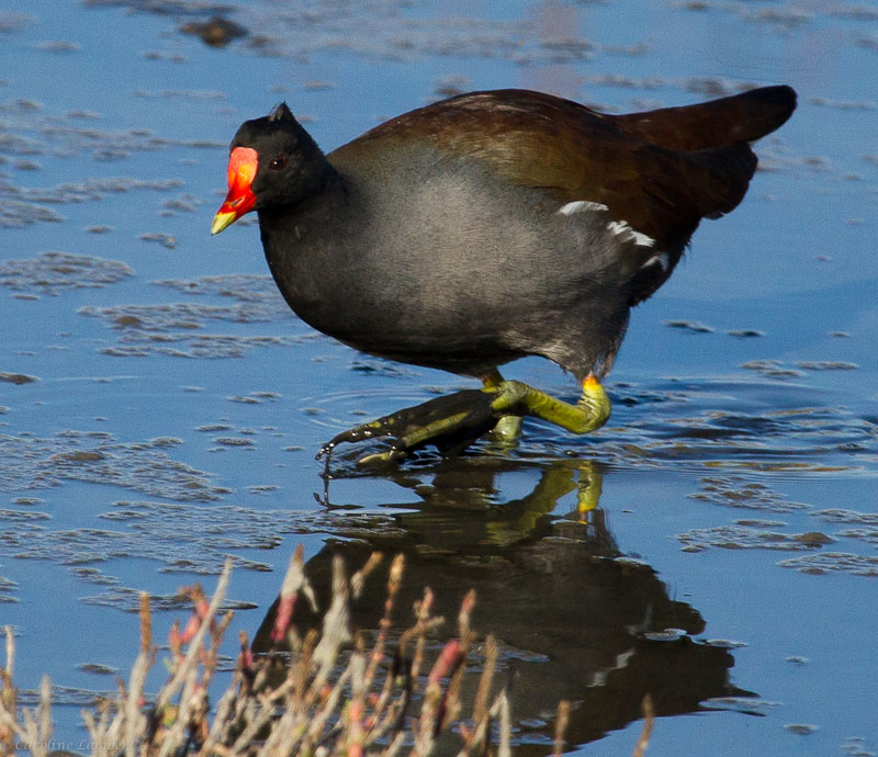 Common Gallinule