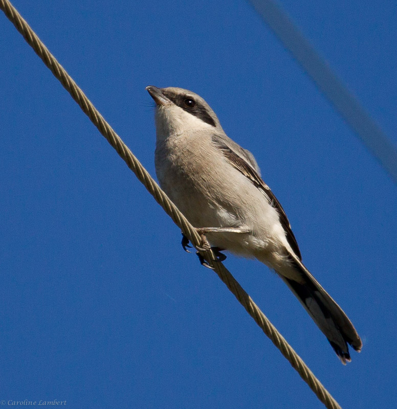Loggerhead Shrike