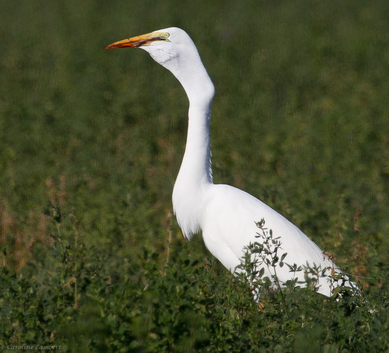 Great Egret with rodent 5