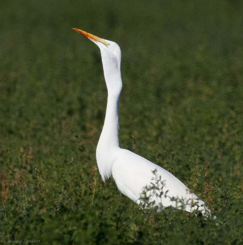 Great Egret with rodent 6