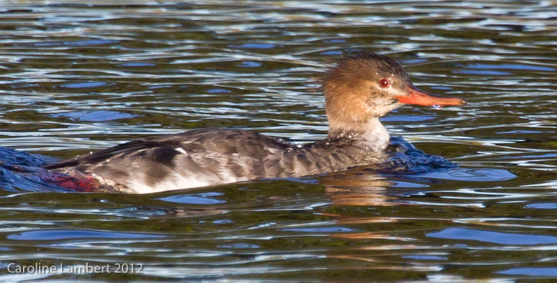 Red-breasted Merganser, female