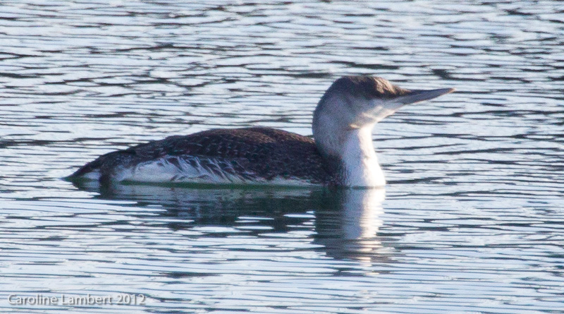 Red-throated Loon