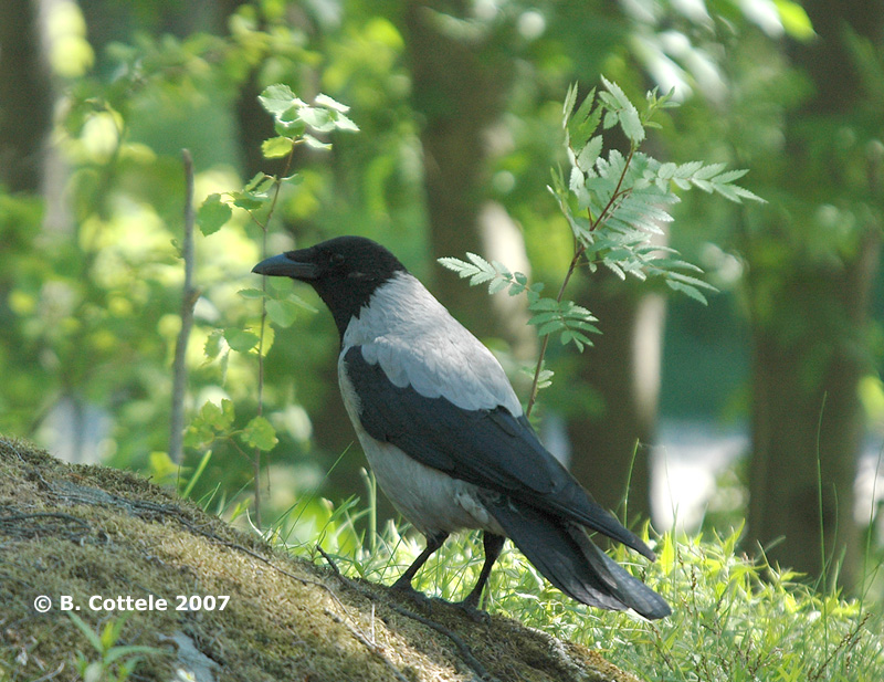 Bonte Kraai - Hooded Crow - Corvus cornix