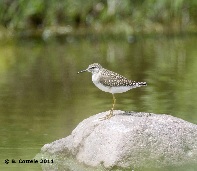 Bosruiter - Wood Sandpiper - Tringa glareola