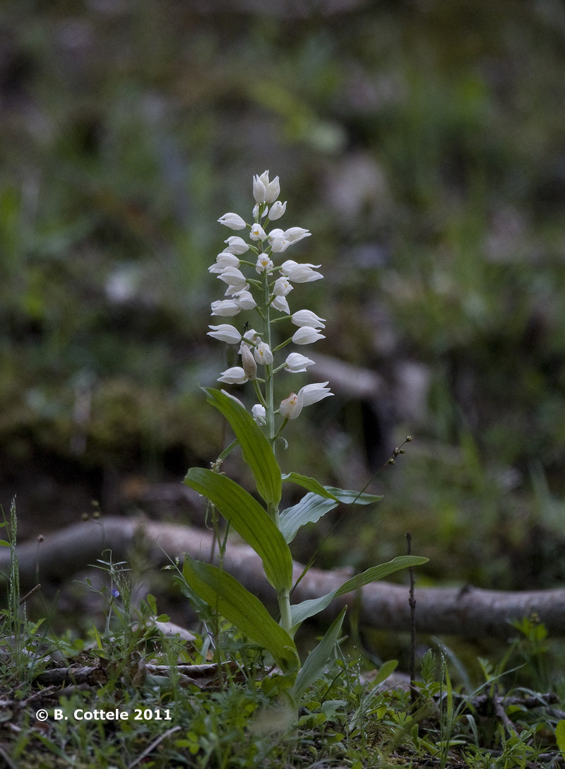 Bleek Bosvogeltje - White Helleborine - Cephalanthera damasonium