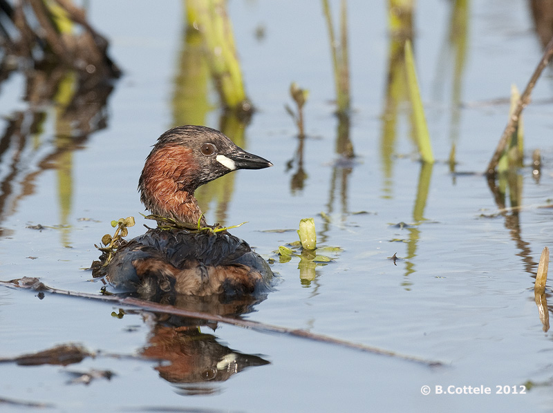 Dodaars - Little Grebe - Tachybaptus ruficollis