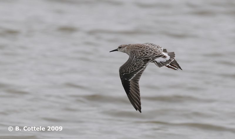 Kemphaan - Ruff - Philomachus pugnax