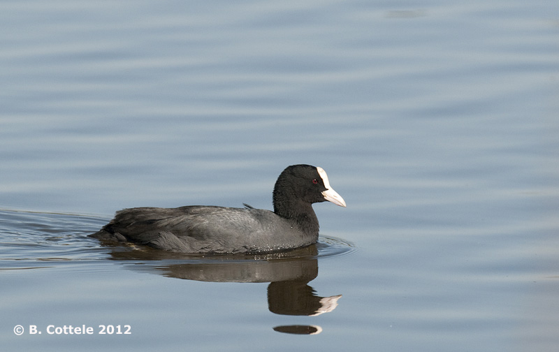 Meerkoet - Eurasian Coot - Fulica atra