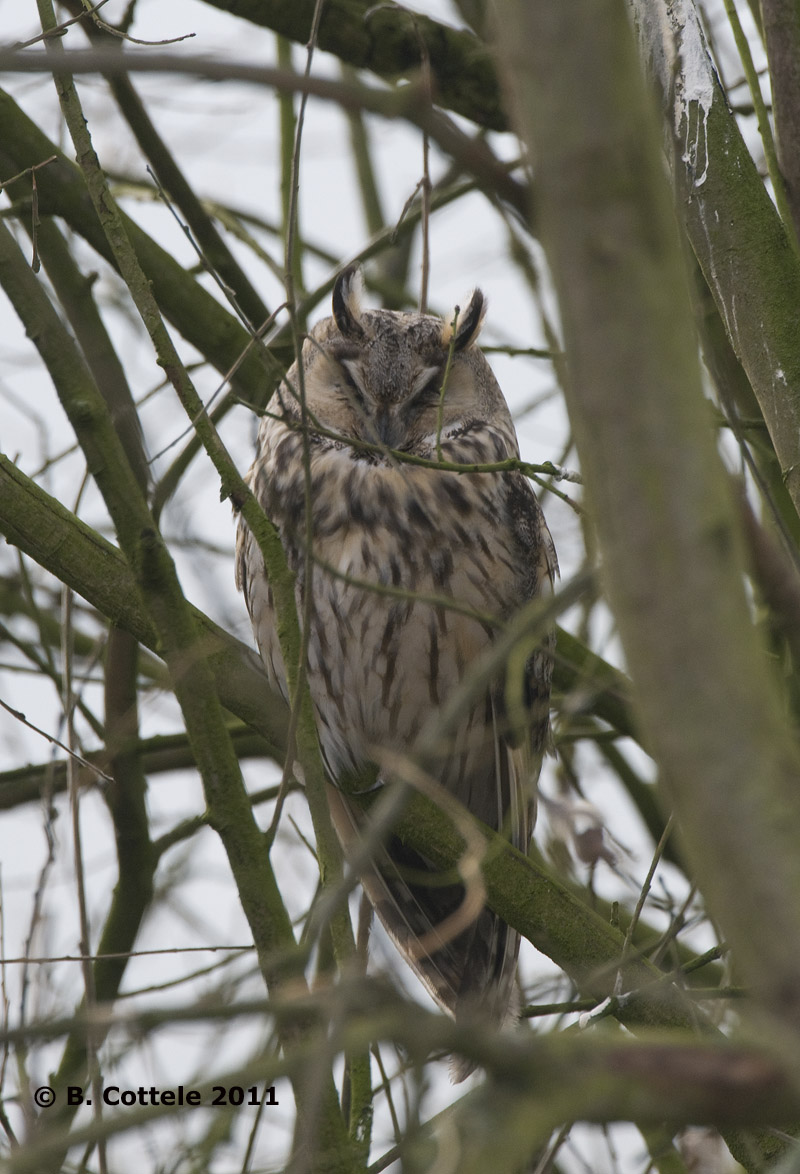 Ransuil - Long-eared Owl - Asio otus