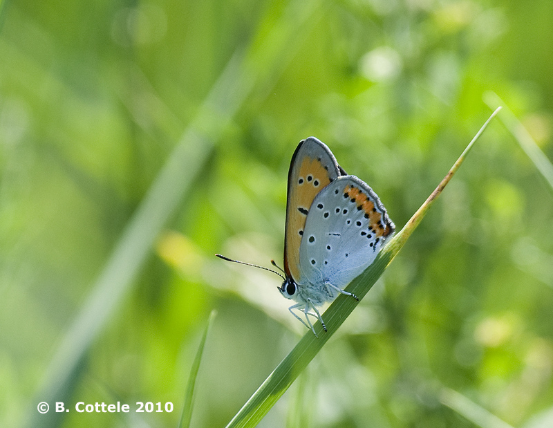 Grote Vuurvlinder - Large Copper - Lycaena dispar