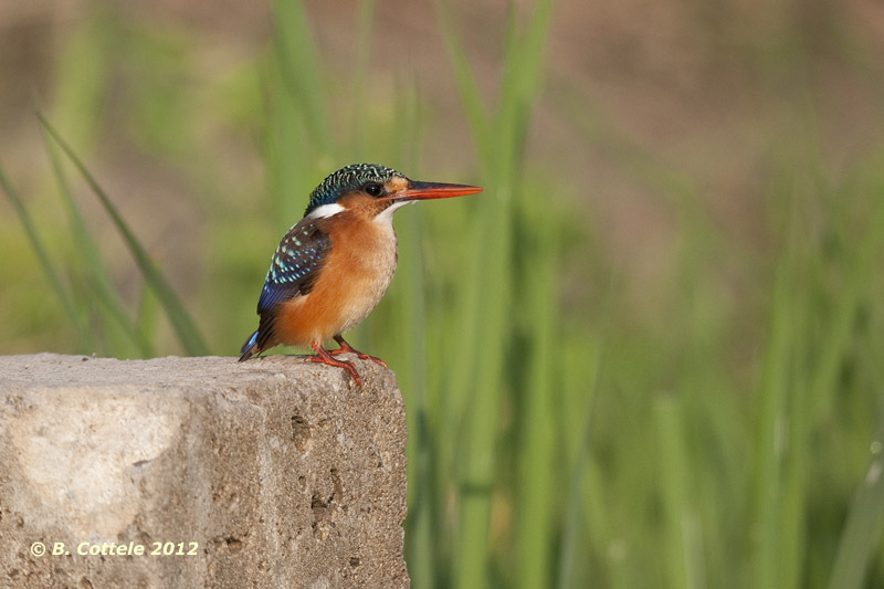 Malachietijsvogel - Malachite Kingfisher - Alcedo cristata