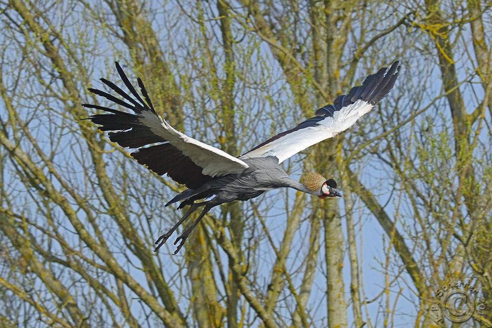 Grey Crowned Crane (Balearica Pavonina)