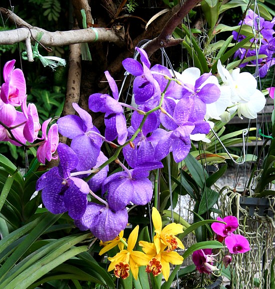 Orchids