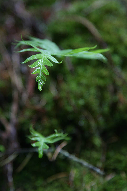 Ferns