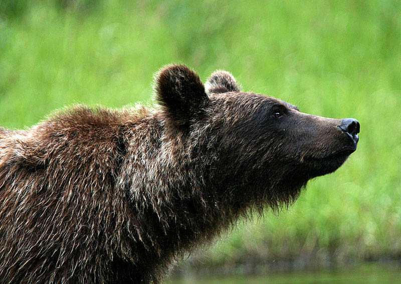 Grizzly