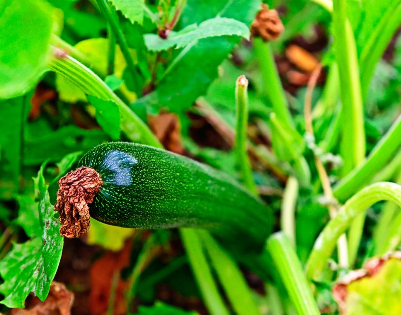 Green Thumb