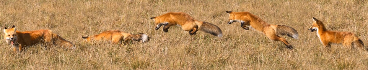 9th place <br>The Hunt <br>by Larry