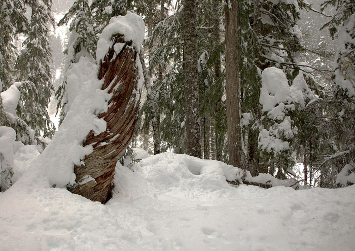 The Stump