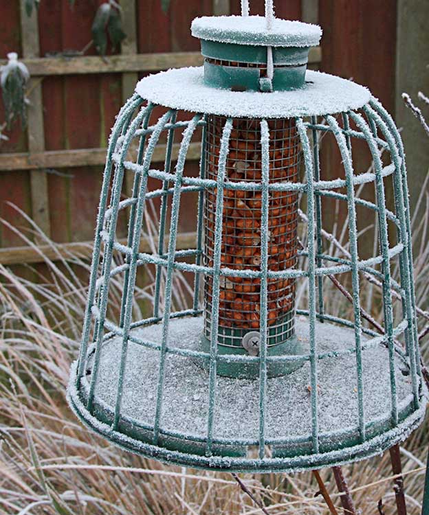 Frozen Nuts