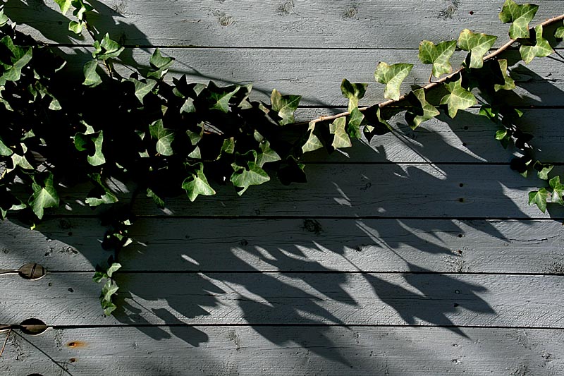 Ivy and Shadows