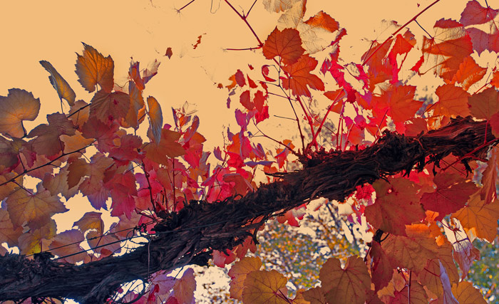 Autumn Leafs