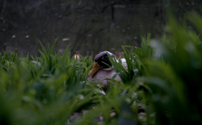 Let Sleeping Ducks Lie