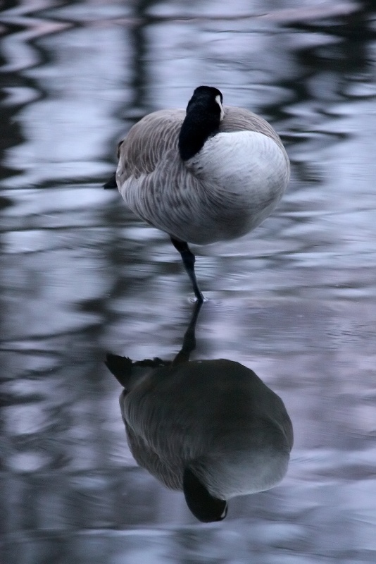8th Place<br>Sleeping Goose <br>by Rick Nash