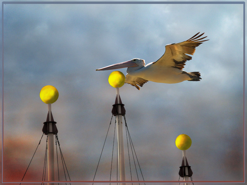 Three Balls and a Pelican...?