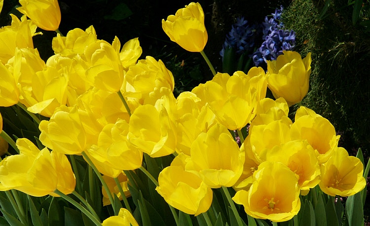 Yellow is the Color of My True Loves Heart...In the Morning