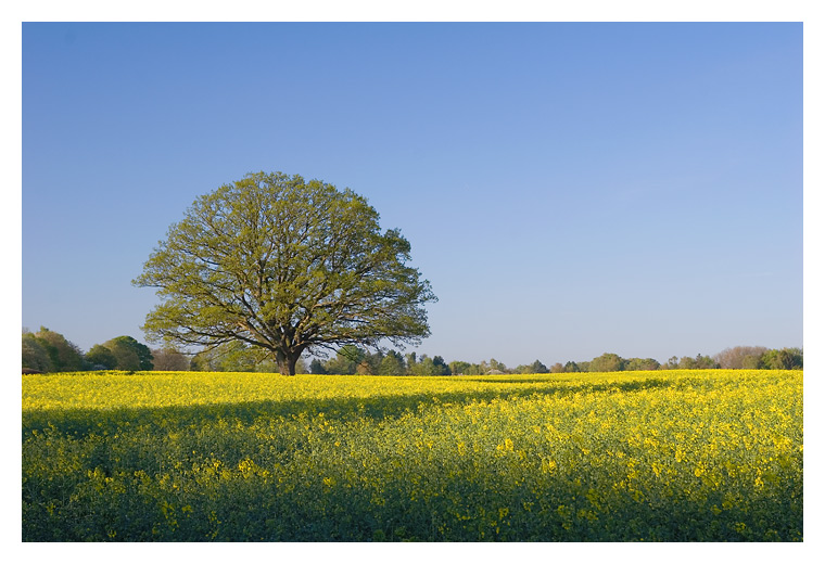 <br>3rd place<br>Spring by Olaf