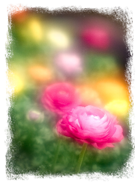 Flowery Dreams
