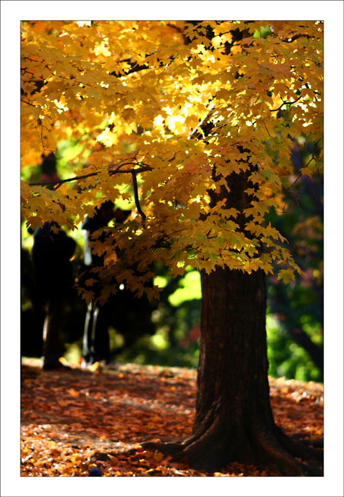 Oh, I love fall