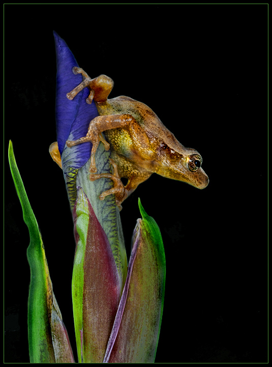 <br>10th place<br>Life on the Bud by Lydia