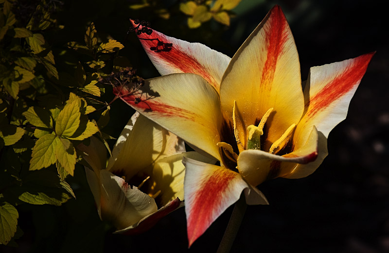 Another Flower