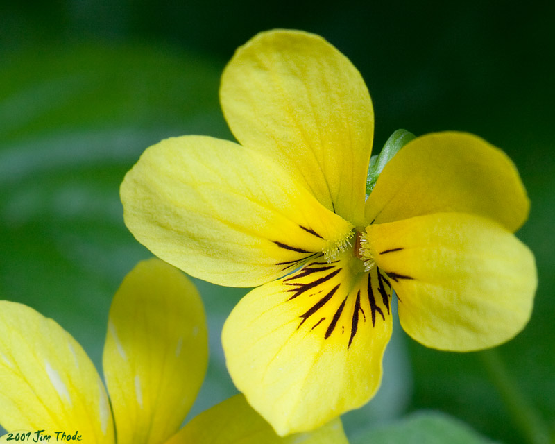 Buttercup