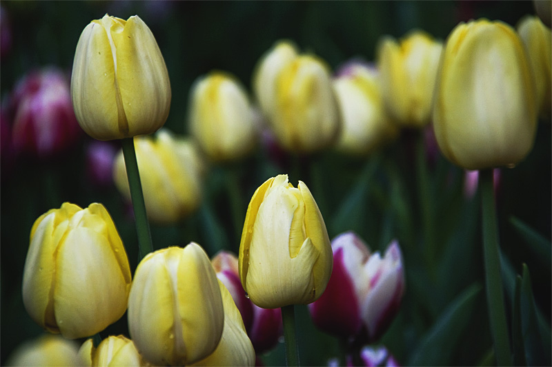 Yellow Tulips