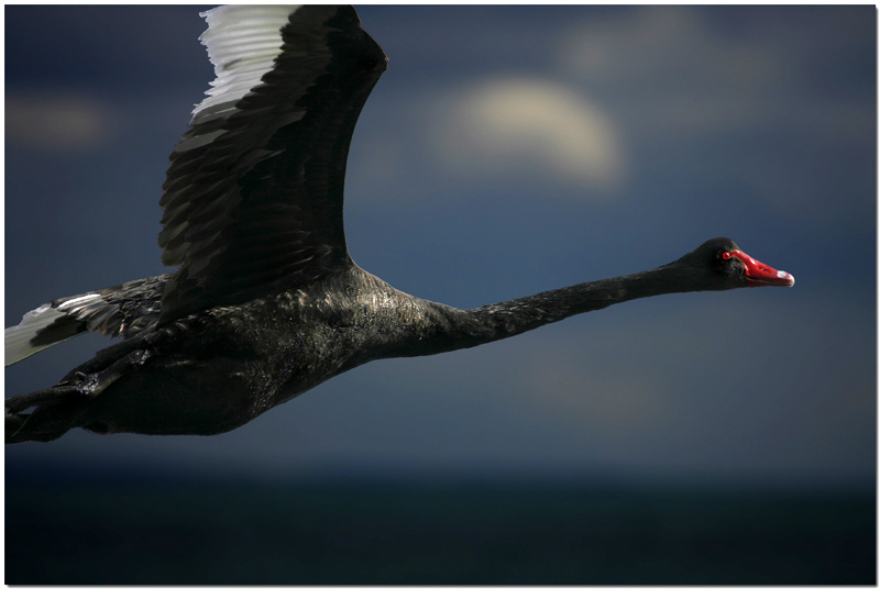 Black Swan