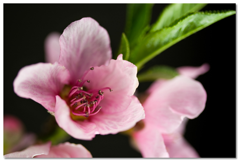 Spring 2009