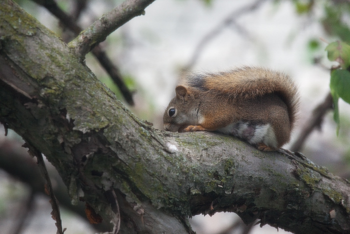 Tree Squirrel