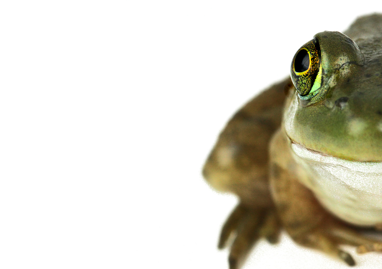 3rd Place<br>Frog<br>by Lydia